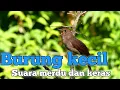 Download Lagu 5 jenis burung kecil bersuara merdu dan keras no 2 paruhnya sampai sobek