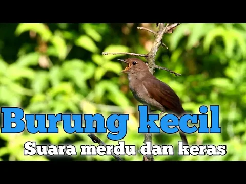 Download MP3 5 jenis burung kecil bersuara merdu dan keras no 2 paruhnya sampai sobek