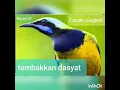 Lagu Cucak cungko gacor