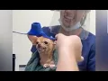 Download Lagu Viral: Como Vacunar a un Perro Chihuahua How to Vaccinate Covid Dog