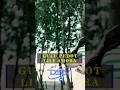 Download Lagu Lily amora Gulu Pedot #dangdut #dsarecord #lagubanyuwangiterbaru #liliamora