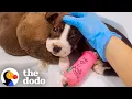 Download Lagu Puppy Found With Mouth Sealed Shut Finds The Perfect Mama | The Dodo