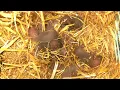 Little mink babies in DENMARK