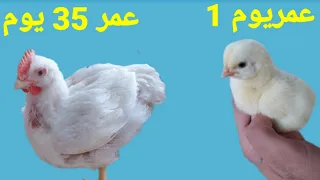 مراحل نمو الكتكوت بالفيديو في   يوم                                 دندنها