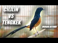 Download Lagu COCOK BUAT BURUNG LOMBA!! MURAI BATU GACOR ISIAN NEMBAK CILILIN \u0026 TENGKEK SPEED RAPAT KASAR PANJANG