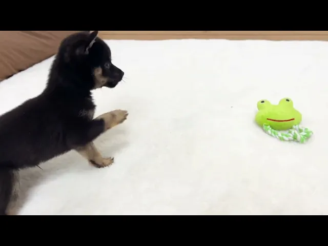 動画