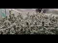 Gush Mints MASSIVE PLANT Week 5 Flower