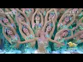 Lagu Dancing peacocks|CCTV English