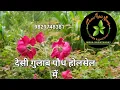 Download Lagu Padmini Hybrid nursery Ajmer Desi Rose Available 9829748381