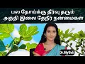 Lagu இதயம் மூளை கல்லீரல் நுரையீரல் அனைத்தும் வலுவடைய அத்தி இலை தேநீர் Fig leaf tea benefits in tamil