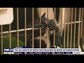 Pet Alliance of Greater Orlando in need of donations after fire