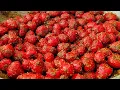 Download Lagu Red Dalle chilli pickle recipe. Dalle khorsani ko Achar.😋🥵/Sanchal Lepcha// Sikkim mom's vlog.