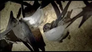 suara panggil ratu walet respon cepat jitu p041