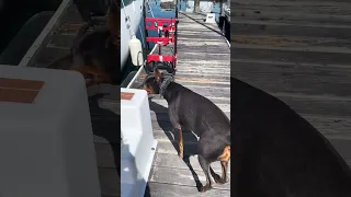 Good morning! #fyp #dream #boat #doberman #pets