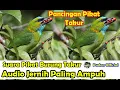 Download Lagu SUARA PIKAT - PANCINGAN SUARA PIKAT BURUNG TAKUR API LIAR SUARA JERNIH DIJAMIN PALING AMPUH