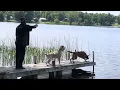 Chesapeake Bay Retriever vs Labrador Retriever