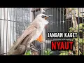 Download Lagu trucukan gacor TARUNG ROPEL PANJANG pancingan trucukan agar bunyi jadikan burung trucuk gacor NYAUT