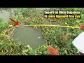 Download Lagu Ini Umpan nya,,!! Mancing Ikan MAS Dan Tawes Liaran,,Di Jamin Cepat Ngumpul Ikan nya