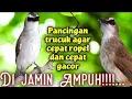 Download Lagu TRUCUKAN GACOR SUARA KHAS ALAM,UNTUK PANCINGAN TRUCUK BAHAN