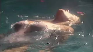 Voices From The Fridge A True Texas Horror Story 