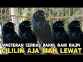 Lagu OMBYOKAN MASTERAN BURUNG CERDAS || DIJUAL CUMA 150 RIBUAN DI PASAR BURUNG PRAMUKA 