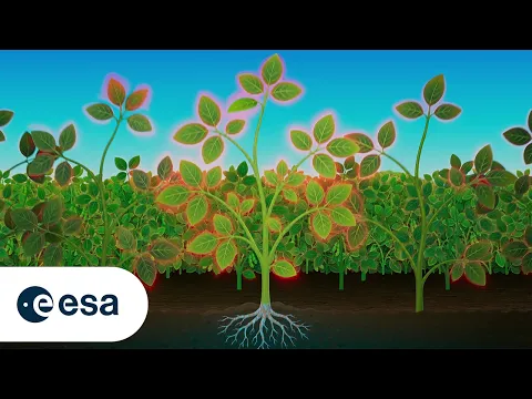 Detecting plant stress from space - YouTube thumbnail