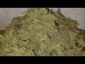 Final weight ILGM Girl Scout Cookies Extreme autoflower medical cannabis