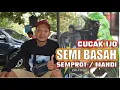 Lagu settingan cucak ijo SemI BASAH semprot mandi di gantangan cucak ijo mandi semprot By HoBi ID