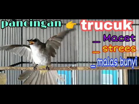 Download MP3 SUARA CUCAK TRUCUK GACOR, Trucuk yang bisu pun langsung  nyaut