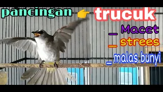 Download SUARA CUCAK TRUCUK GACOR, Trucuk yang bisu pun langsung  nyaut MP3