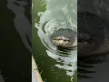 gators can jump half their body leangth out of the water