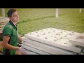 Hydroponic Floating Raft - growing on water