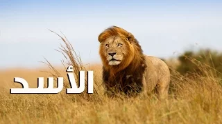 أجندة السلسله الرهيبه أنا وحش الحلقة الثالثة الأسد HD 