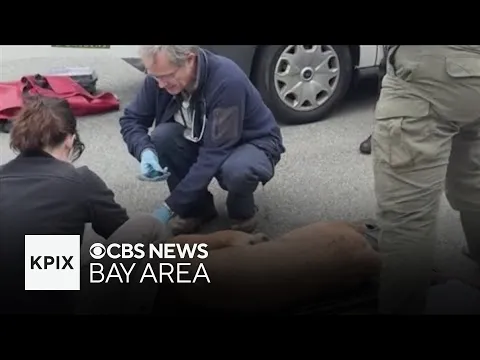 Mountain lion captured in San Francisco's Outer Sunset after some harrowing moments