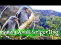 Download Lagu Suara anak burung srigunting abu abu \
