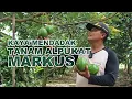 Tanam Alpukat Markus Bikin Kaya Mendadak