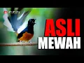Download Lagu MURAI GACOR ASLI MEWAH ISTIMEWA TEMBAKANNYA KASAR MEMANCING EMOSI
