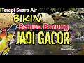 Lagu 100% AMPUH‼️ 1 Jam Auto Gacor - Terapi Suara Gemericik Air Sungai Bikin Burung Rajin Bunyi