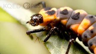 watch ladybugs go from goth to glam deep look