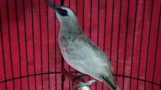 trucukan gacor ropel pendek pendek pancingan trucukan ombyokan biar gacor ropel panjang