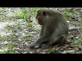 Monkeys are herbivore
