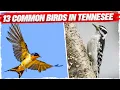 13 Common Birds in Tennessee with Pictures
