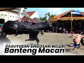Download Lagu Banteng Macan || Kesenian Barongan Singosari • Sangking Tlatah Desa Weleri