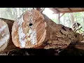 Download Lagu The process of sawing 100 year old teak wood is full of beauty and expensive.