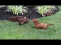 Mini Dachshund Puppies For Sale