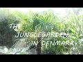 Download Lagu The JungleGarden - Episode 50, version 2 |  Summer garden tour with lots of talking and plant names.