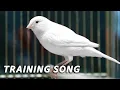 Download Lagu White Canary 12h Singing - The Best Training Song