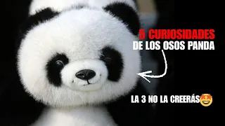 ¿Eran NEGROS? 🤯 6 CURIOSIDADES de los OSOS PANDA que NO CONOCÍAS 😫