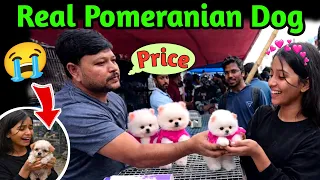 Real Pomeranian dog | Pomeranian dog  price | original Pomeranian dog ko kaise pehchan | cute puppy
