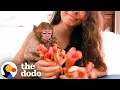 Download Lagu Tiny Monkey Gets Rescued From A Petting Zoo | The Dodo